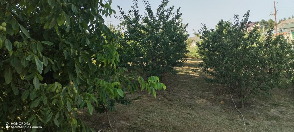 10 sot, Tikinti, Mülkiyyətçi, Kupça (Çıxarış)