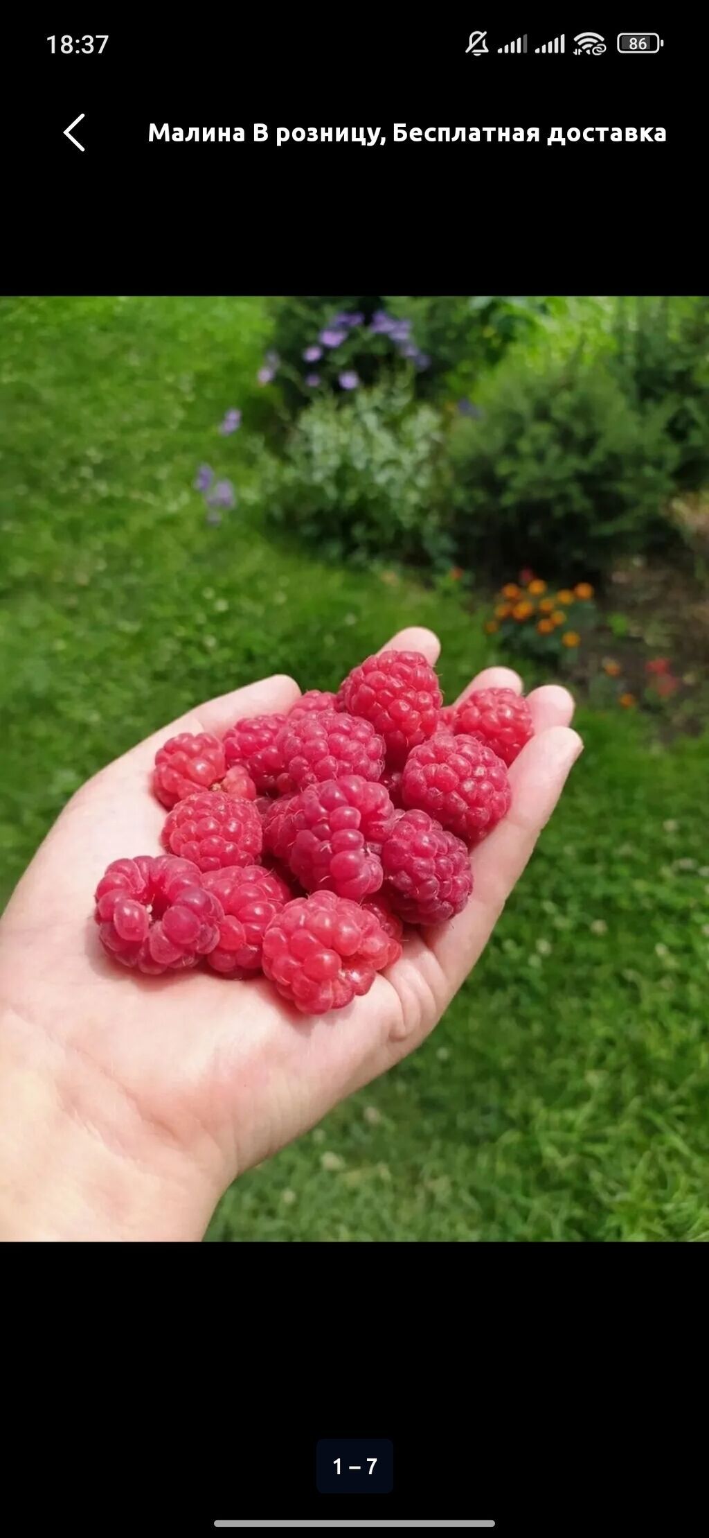Продам свежую малину: фото 3