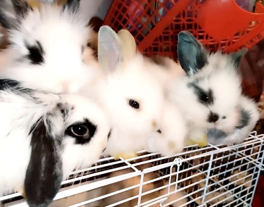 Почему кусаются кролики и как их от этого отучить