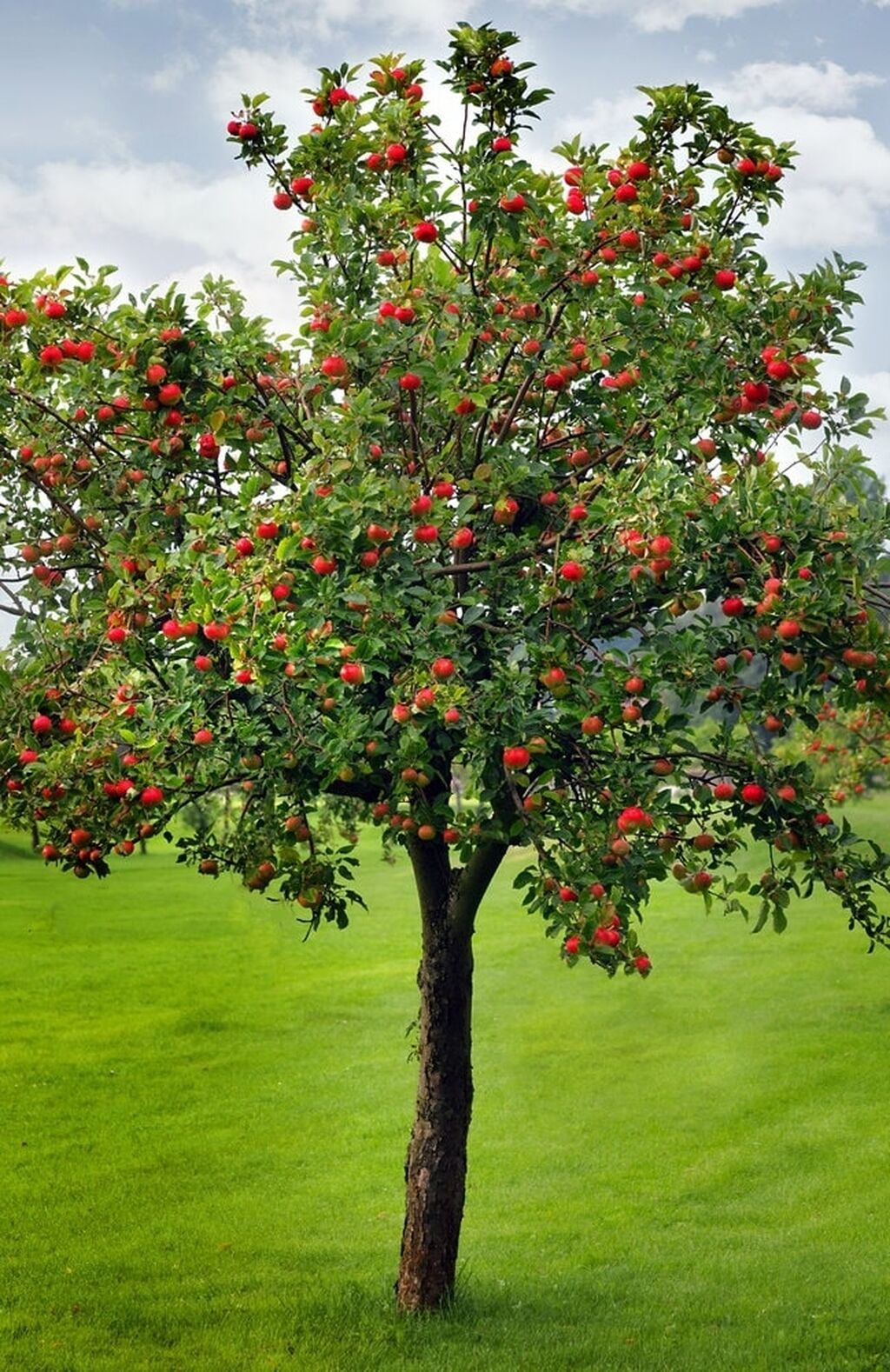 10 плодовых деревьев. Яблоня малус доместика. Яблоня деревце. Яблоня штамбовая соковое. Яблоня хубейская.