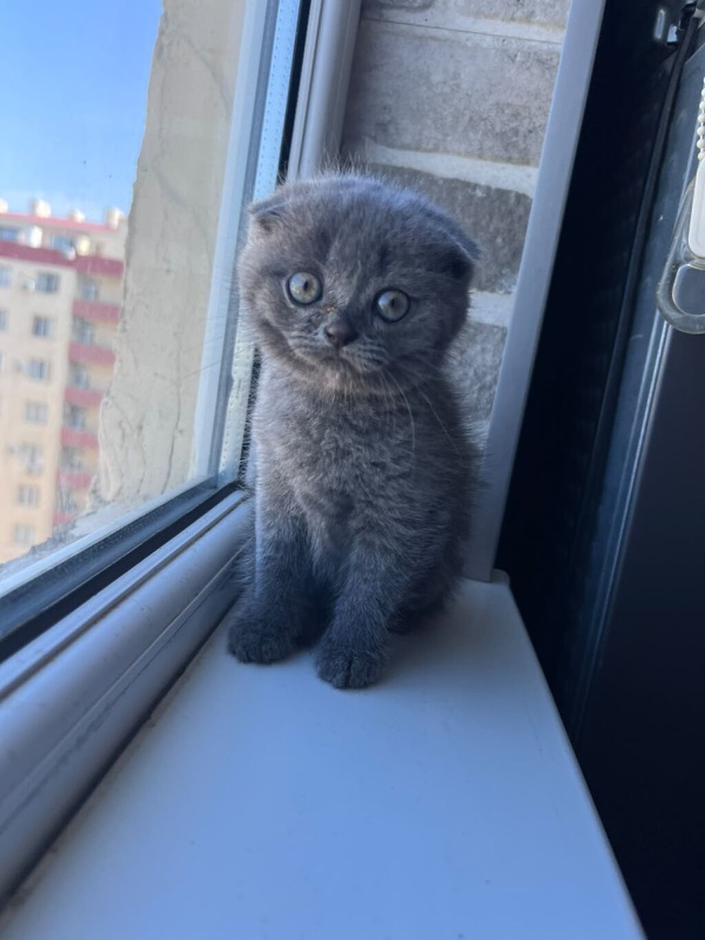 Şotland, Erkək, Ünvandan götürmə