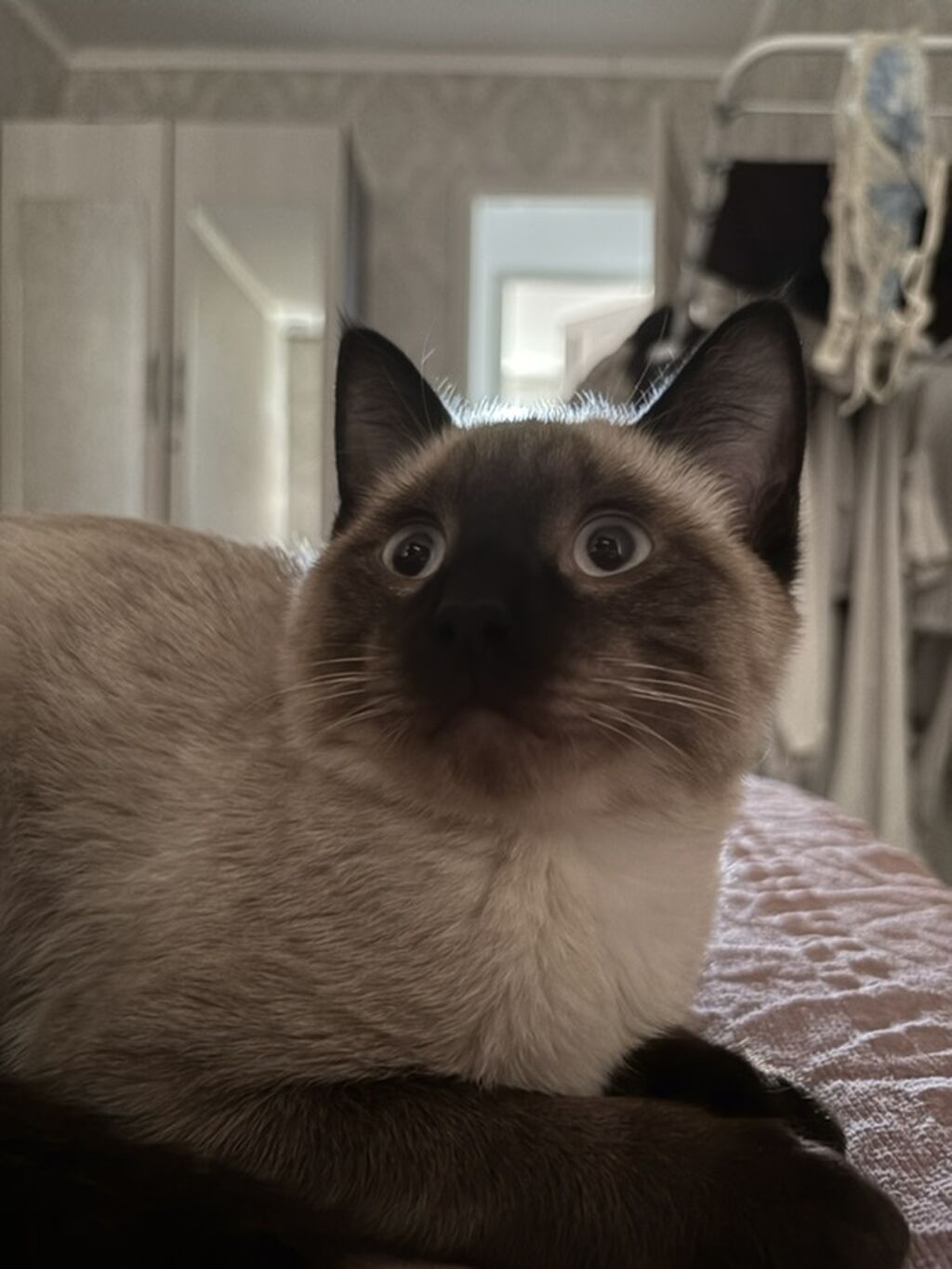 Сиамский котик (окрас колор-пойнт) очень ласковый и добрый кот — фото 3