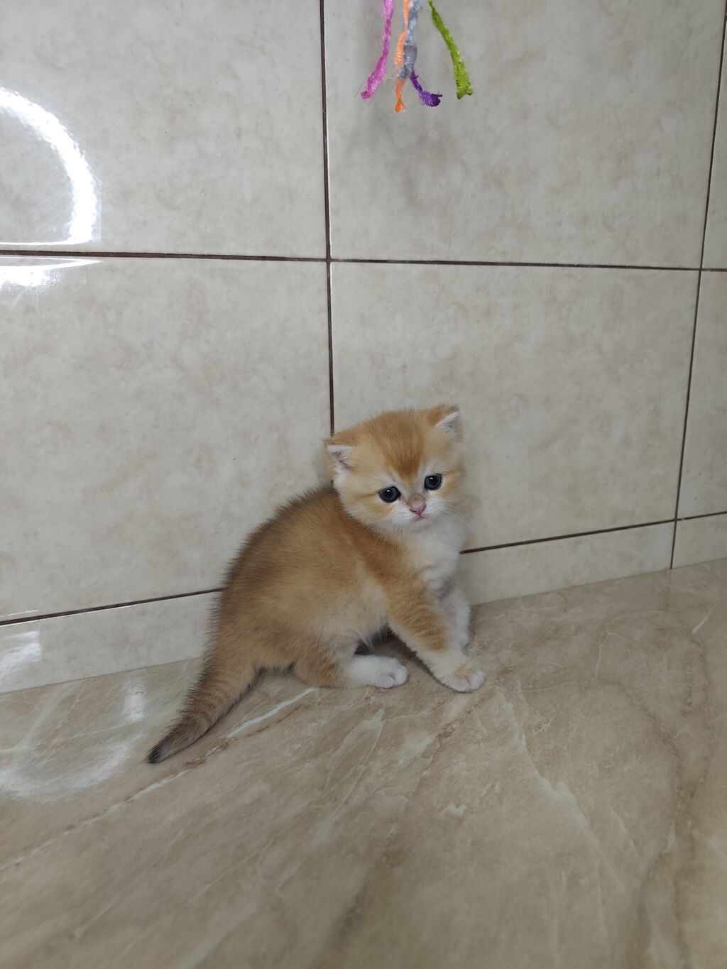 Британская короткошёрстная, 3 месяца, Мальчик, Золотая шиншилла, Приучена к лотку: фото 7