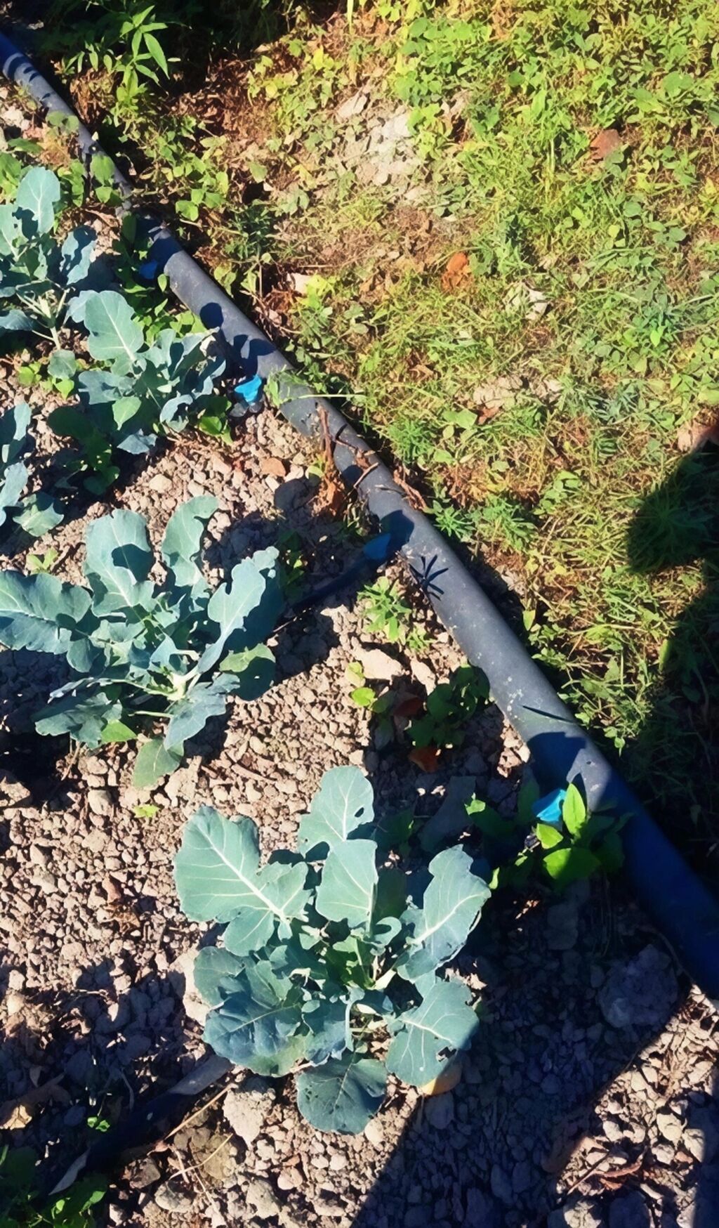 180 sot, Kənd təsərrüfatı, Kupça (Çıxarış)