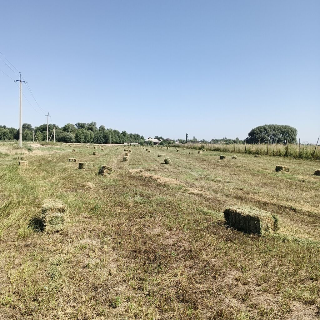 Сено в тюках (прямоугольные пачки). 2 укос самовывоз 800 штук бар: фото 2