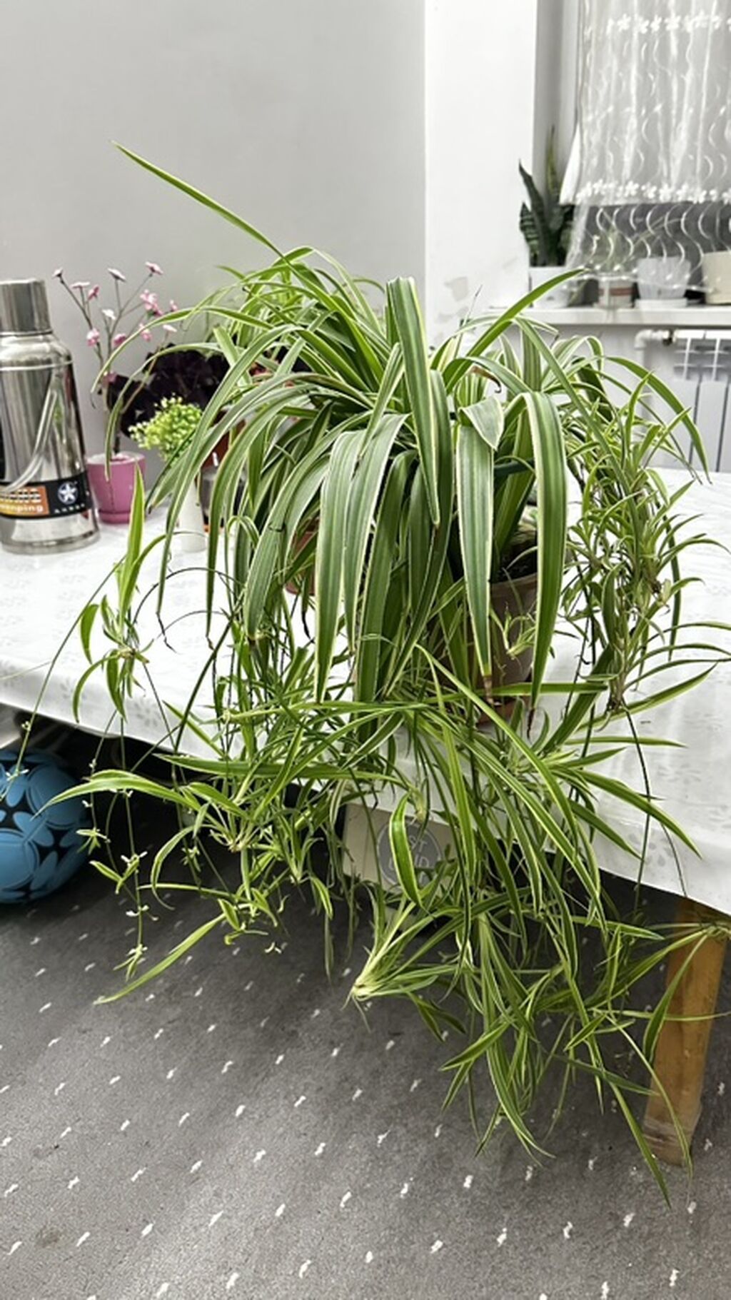 Хлорофитум (Chlorophytum comosum) вариегатный в горшке. - Пышная — фото 2