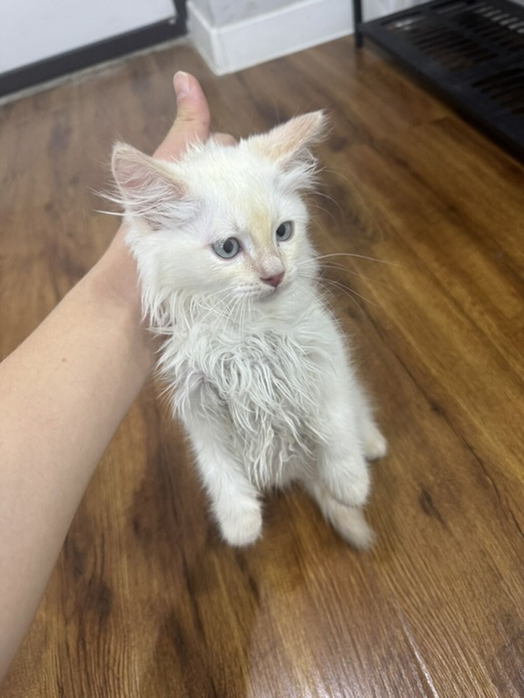 Белоснежный котёнок с голубыми глазами. - Возраст: котёнок: фото 3