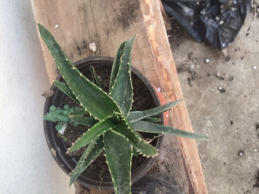 Aloja: Aloja 300 dinara