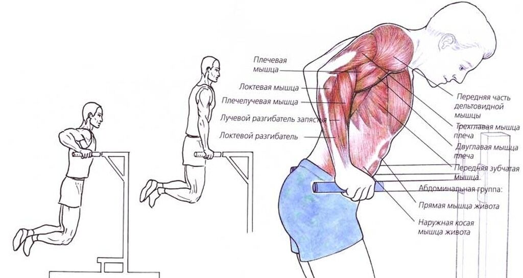 Какие мышцы развиты. Мышцы задействованные при отжимании на брусьях. Какие мышцы задействованы при работе на брусьях. Какие мышцы задействованы при отжимании на брусьях. Какие мышцы качаются при отжимании на брусьях.