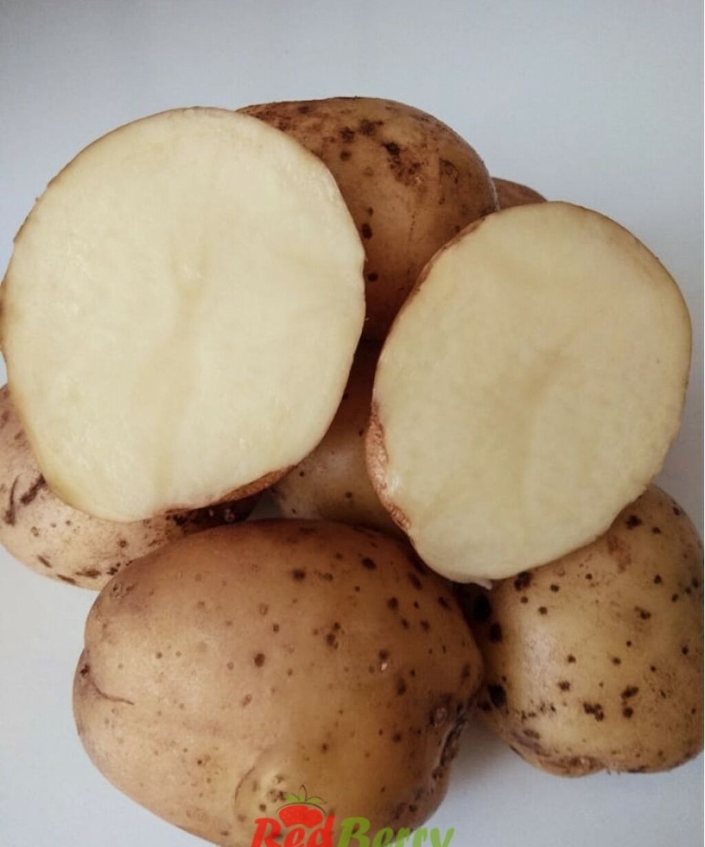 Картофель семенная Сифра