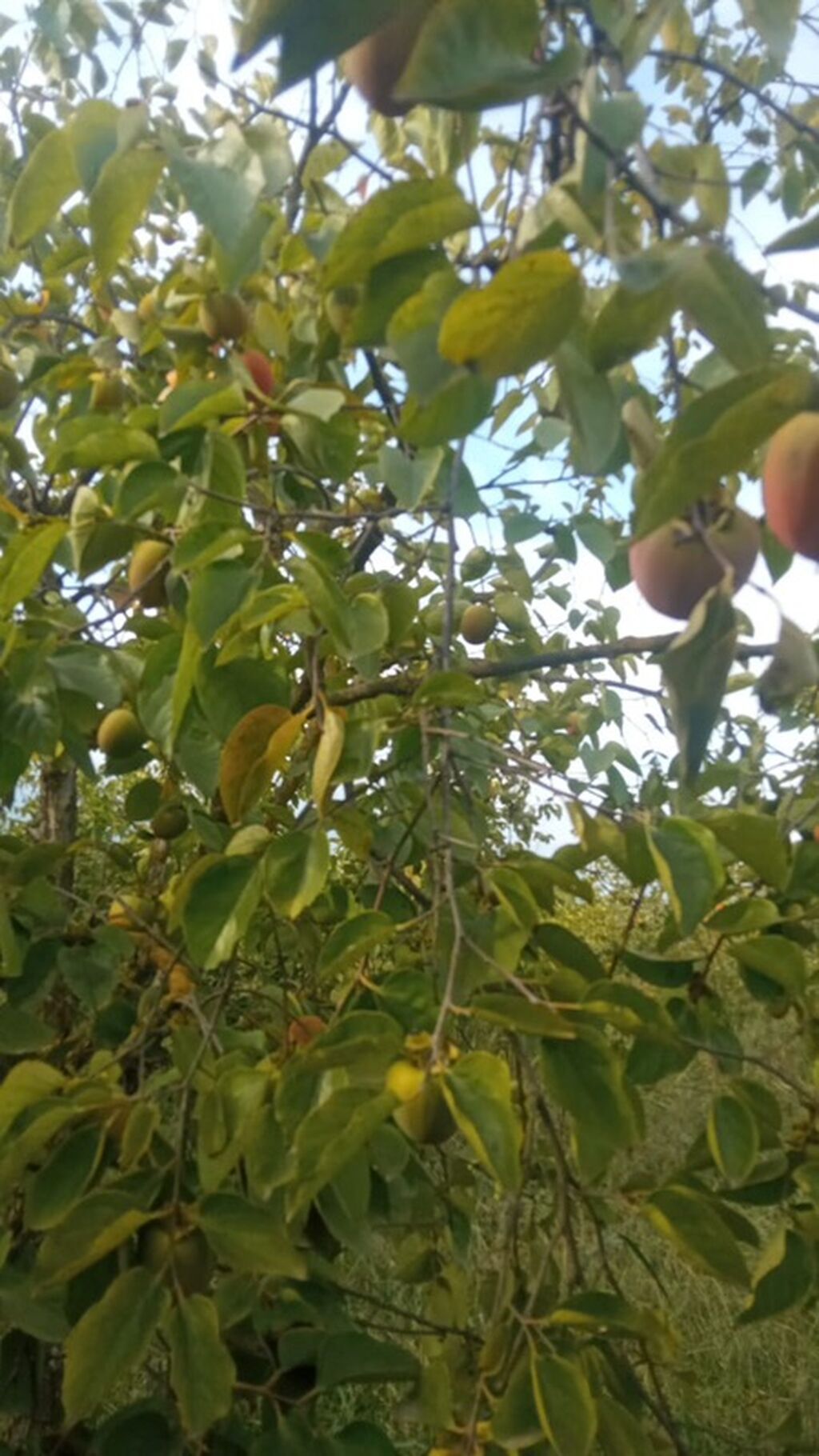 300 sot, Biznes üçün, Mülkiyyətçi, Kupça (Çıxarış)