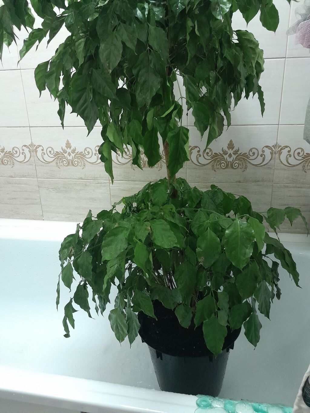 Продаю живое дерево очень шикарное