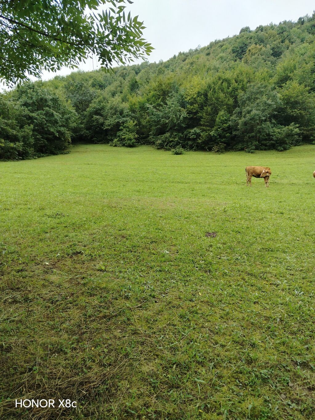 21 sot, Tikinti, Mülkiyyətçi, Kupça (Çıxarış)