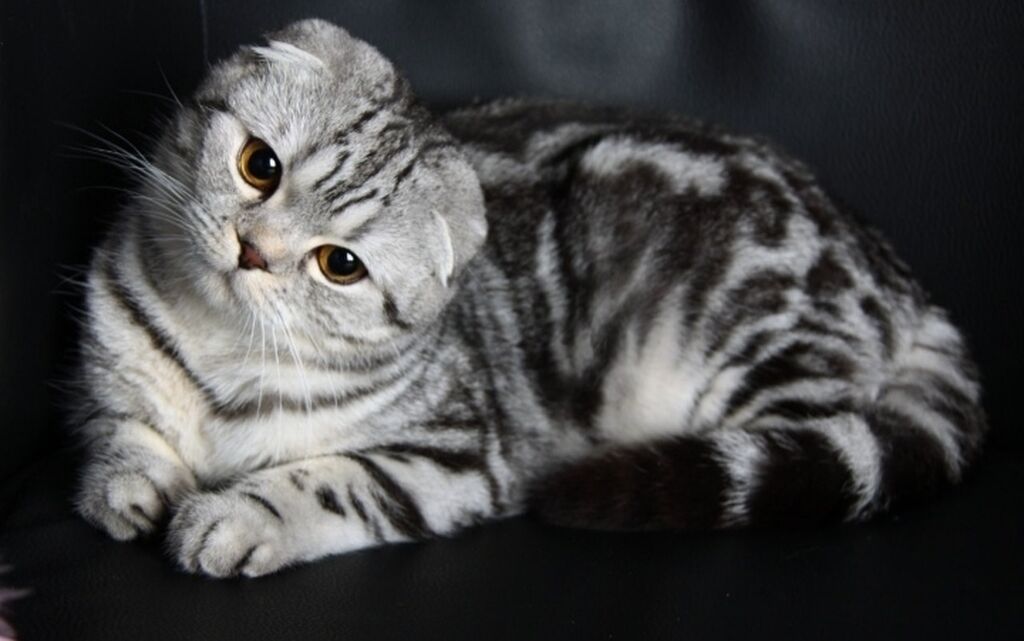Шатланский кот - 62 фото