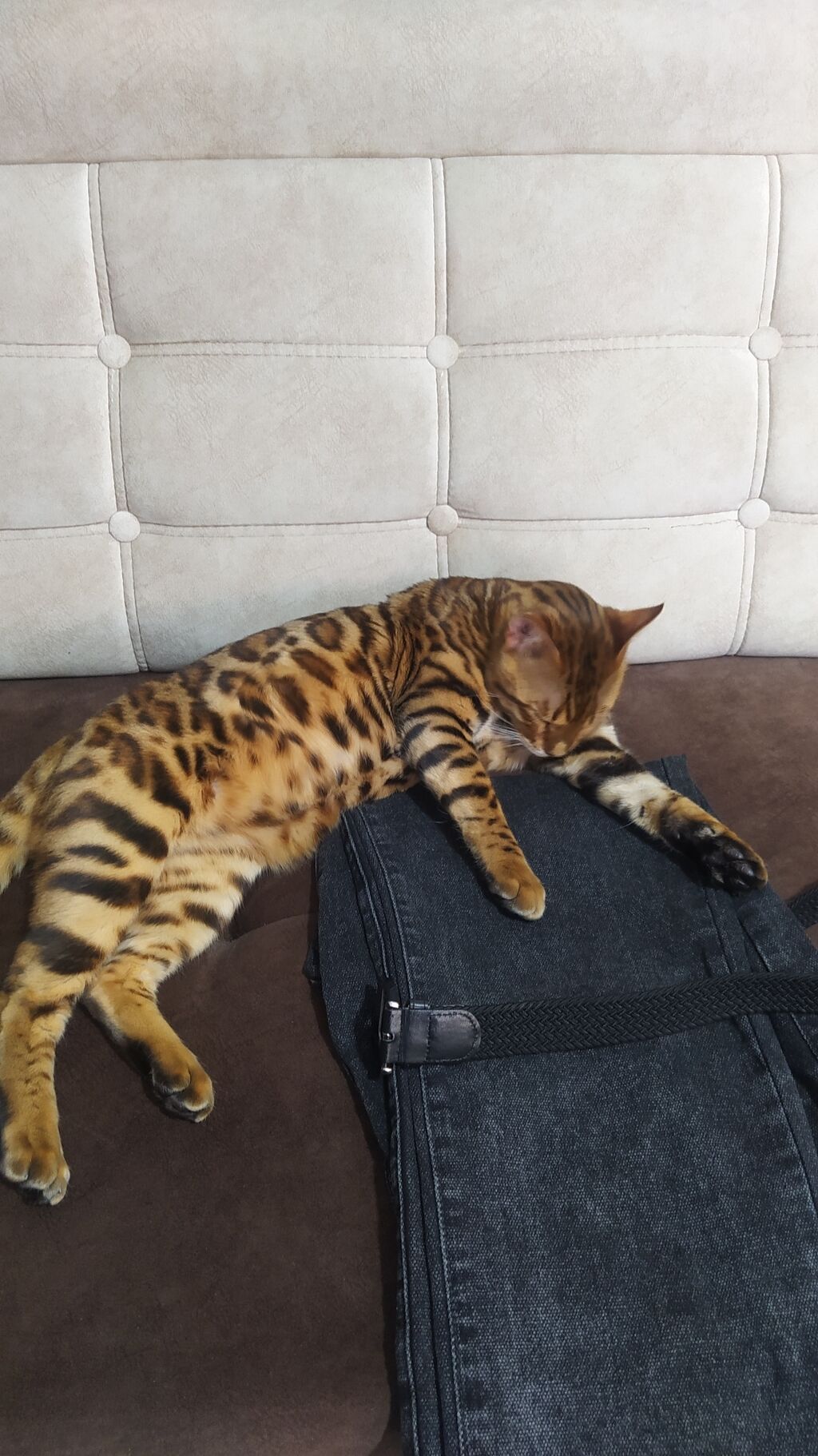 Ищем девочку кошку для вязки породистые: Договорная ᐈ Коты | Бишкек ...