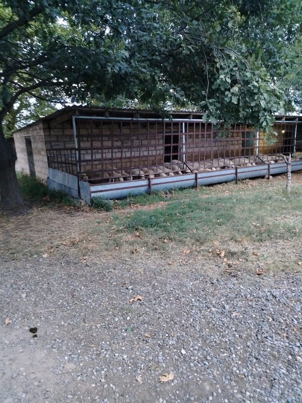 Ferma/təsərrüfat kompleksi - Heyvandarlıq üçün tikili və açıq