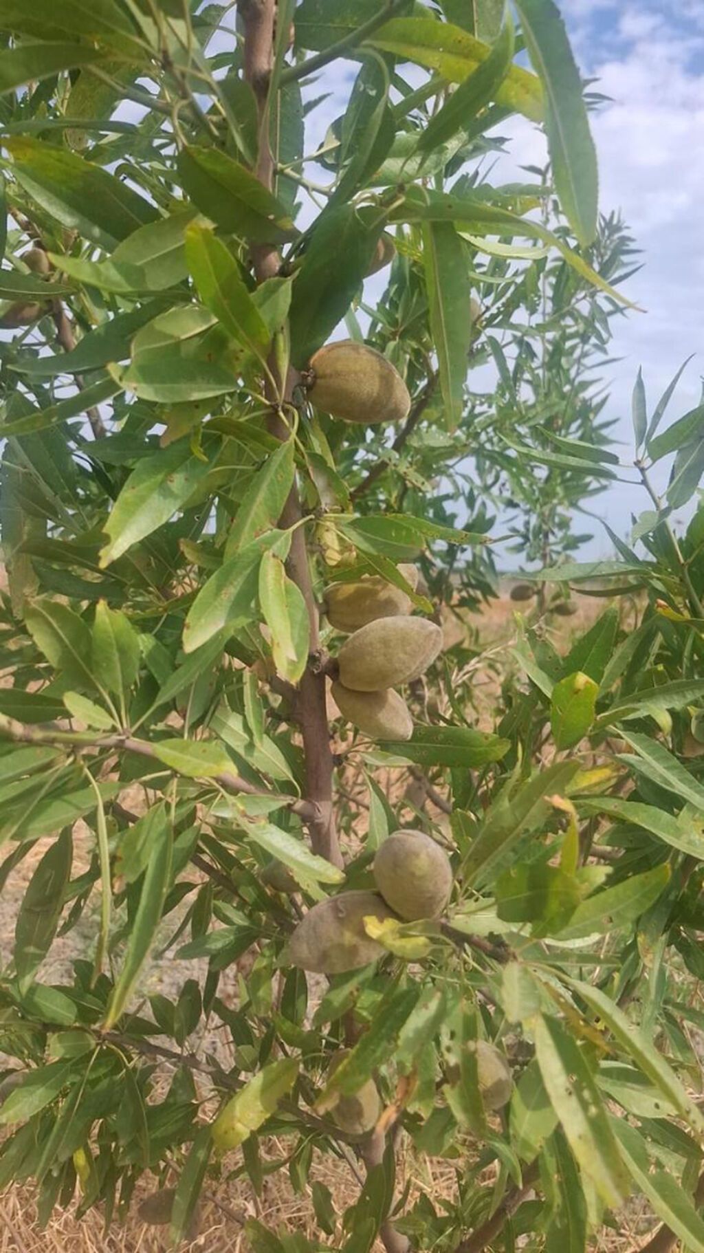 412 sot, Kənd təsərrüfatı, Mülkiyyətçi, Kupça (Çıxarış)