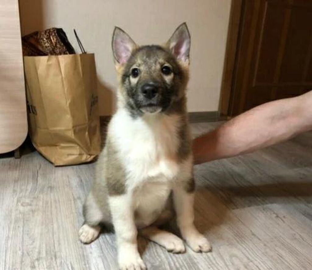 восточно сибирская лайка 3 месяца.