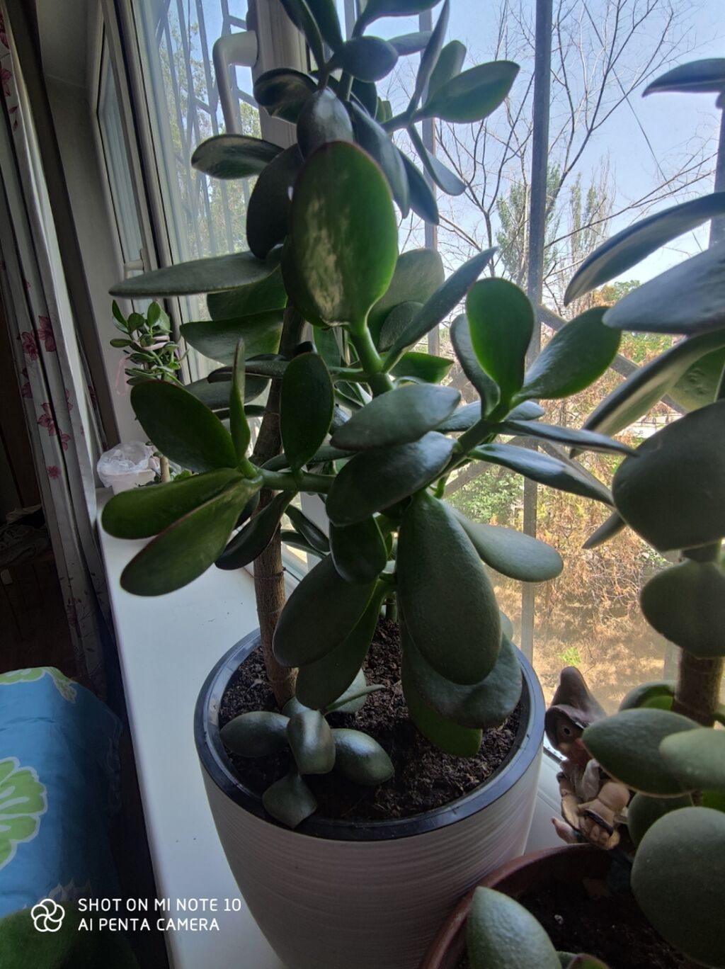 Толстянка (Crassula ovata, «денежное дерево») в декоративных горшках: фото 7