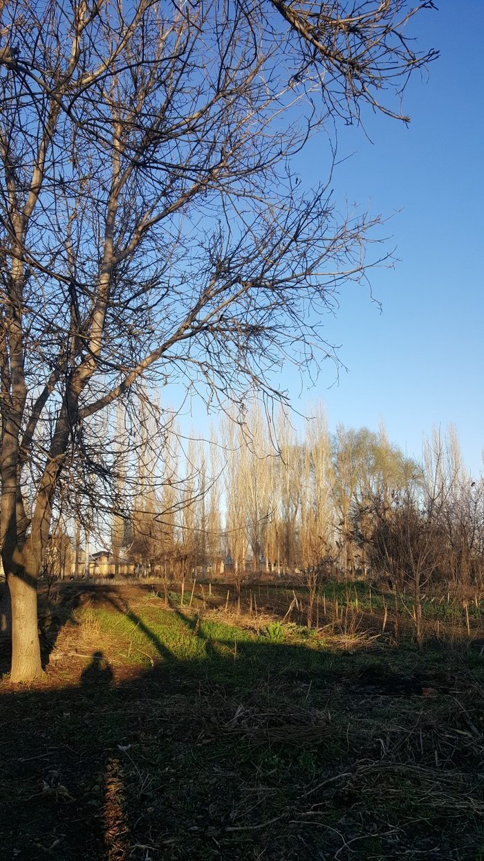 Пиломатериалы: Деревья ореха на дрова на lalafo.kg Деревья ореха на дрова в Беловодском