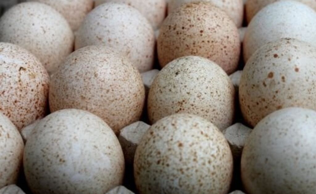 Воронеж купить инкубационное. Инкубационное яйцо индюшат Биг-6. Инкубационное яйцо индейки Биг 6. Яйцо инкубационное индюшиное. Яйцо индюка Биг 6.