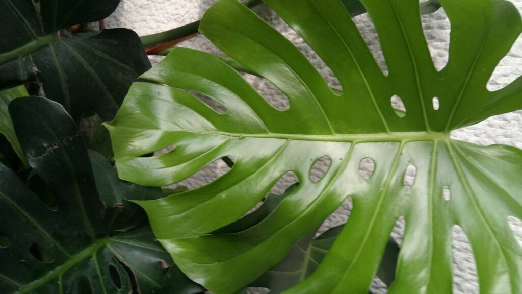 Ostale kućne biljke: Filadendron, Velika Biljka, veoma dekorativan u prostoru