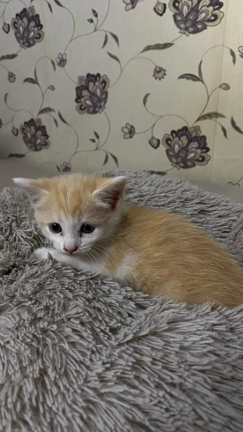 Кошка даром: Беспородная, 2 месяца, Девочка, Приучена к лотку: фото 2