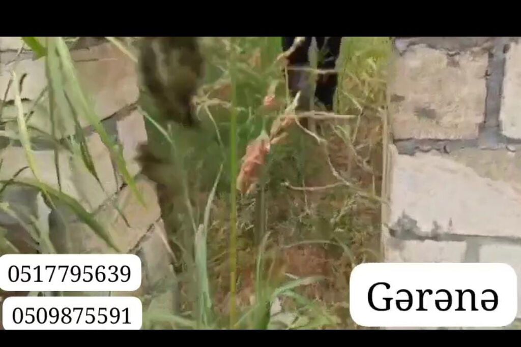 Evin torpaq sahəsi 7sot 15sent. kürsüyə qədər 5 daş qoşa hörülüb. cəm