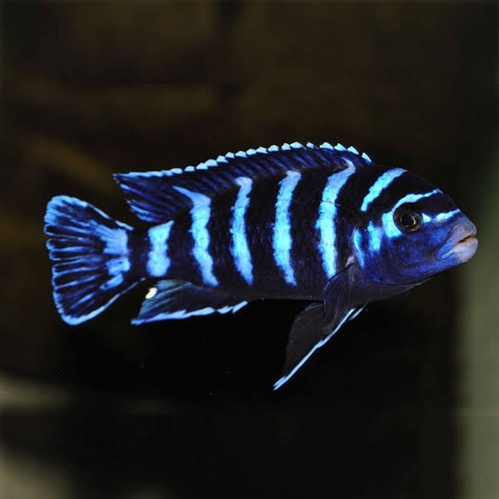 Balıqlar: Cixlid balığı