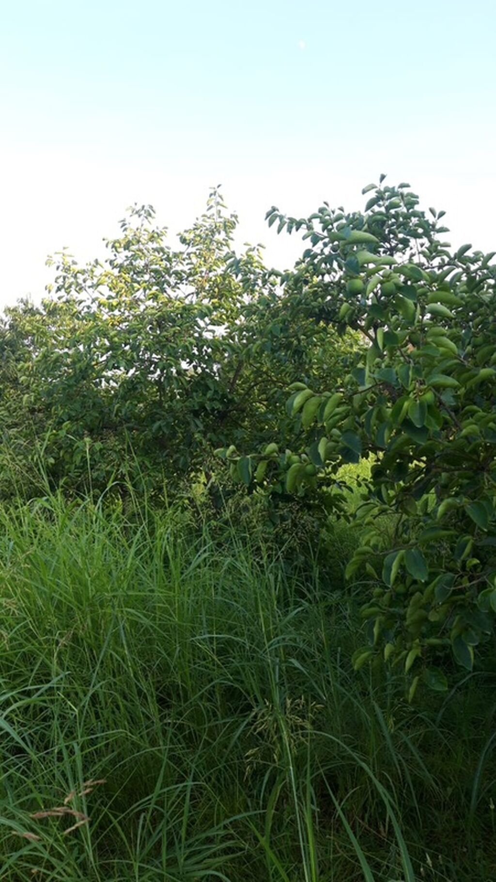 300 sot, Biznes üçün, Mülkiyyətçi, Kupça (Çıxarış)