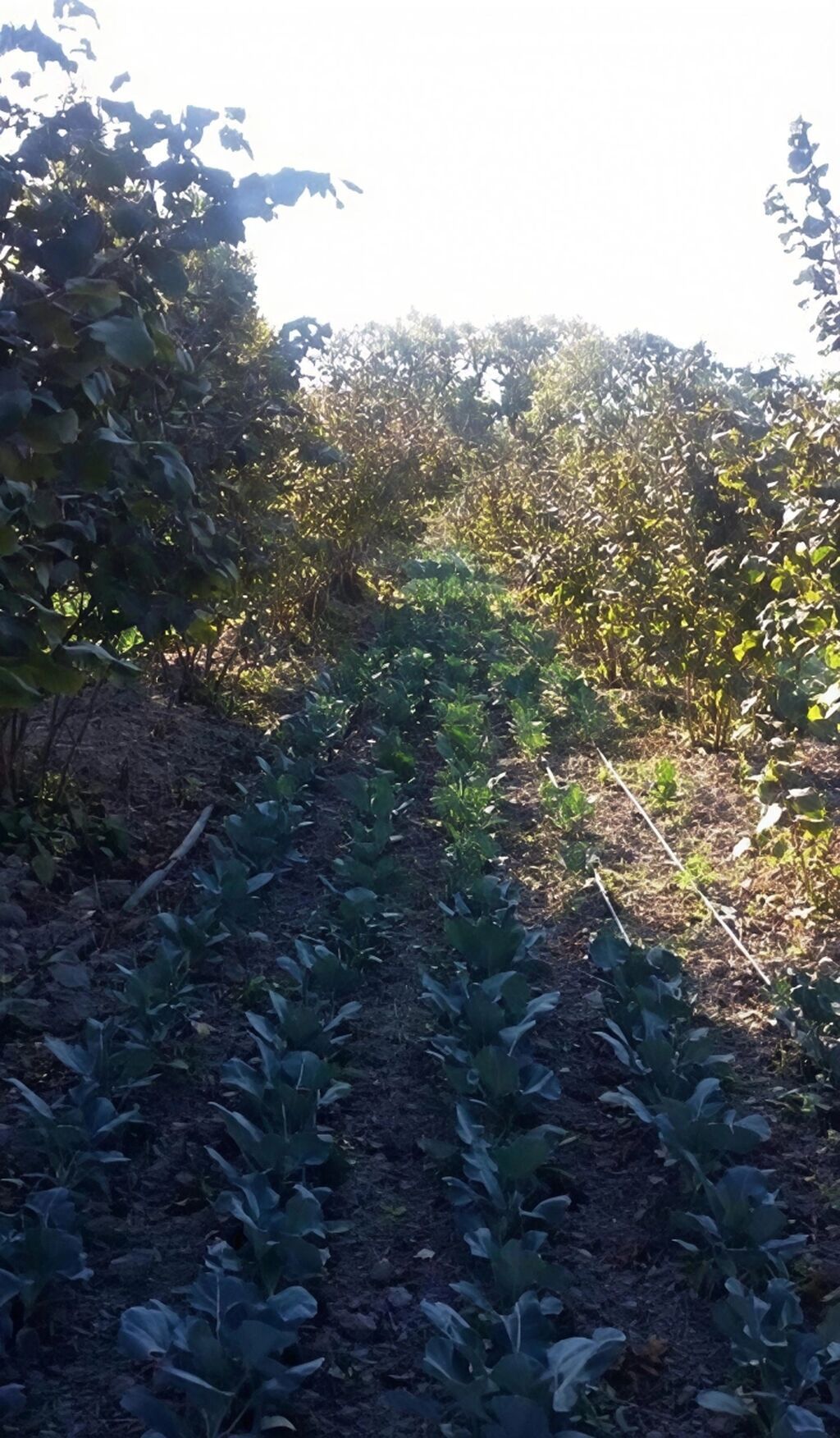 180 sot, Kənd təsərrüfatı, Kupça (Çıxarış)