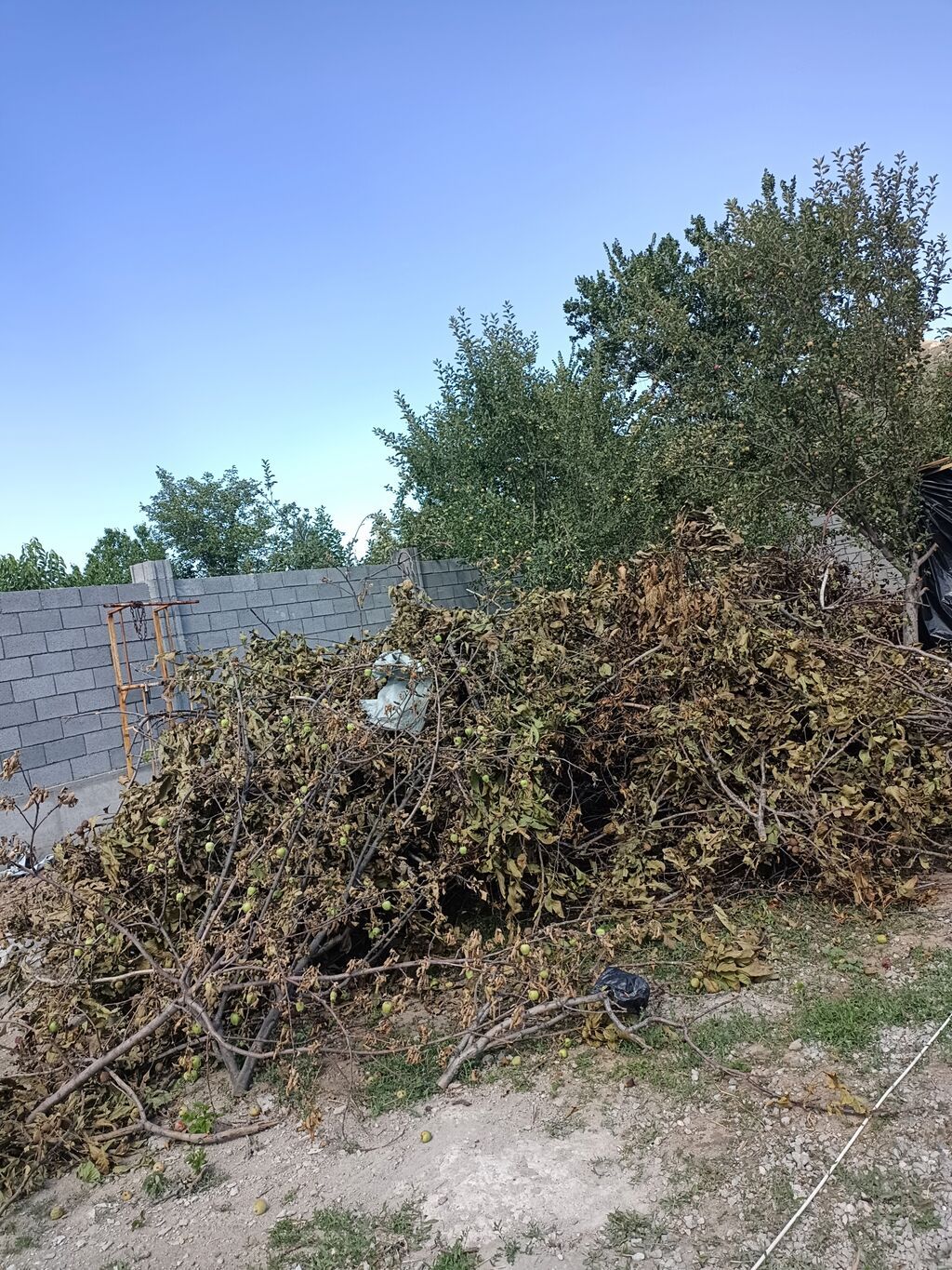 Дрова Фруктовая древесина: фото 1