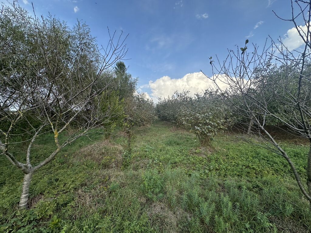 32 sot, Kənd təsərrüfatı, Mülkiyyətçi, Kupça (Çıxarış)