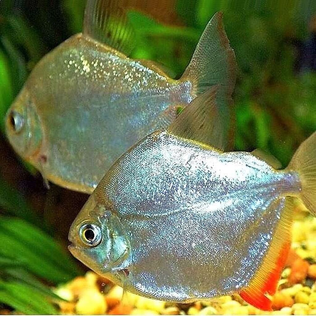 Рыбка кофейный тетра. Моллинезия велифера белая. Данио аквариумные рыбки. Минор (рыба). Рыбка пиранья метиннис.