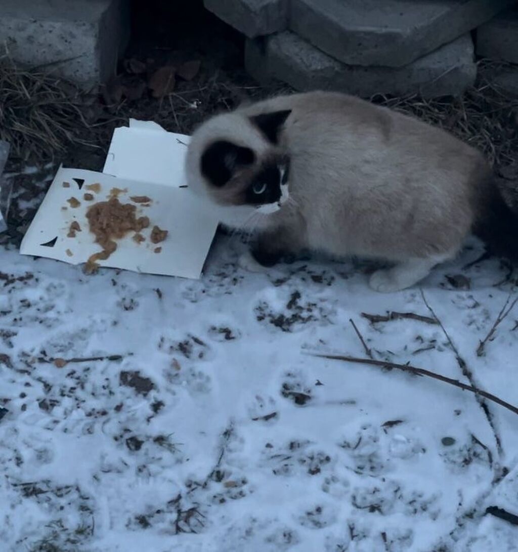 Очень красивая, ухоженная 🥰Сиамская кошка живет: Договорная ᐈ Коты |  Бишкек | 58225396 ➤ lalafo.kg