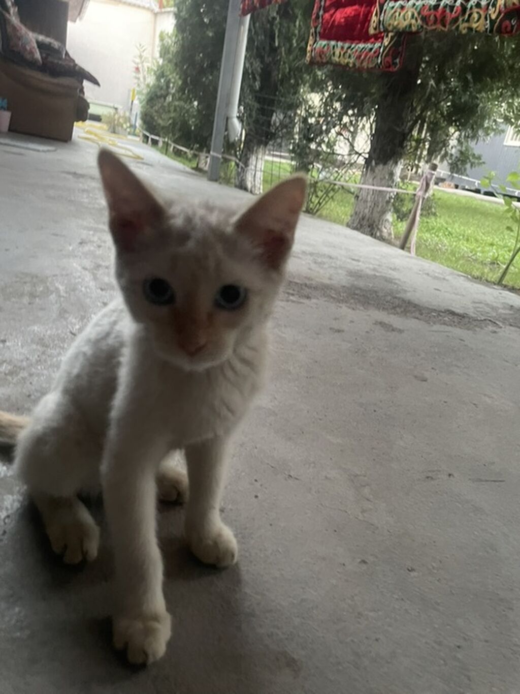 Котёнок, короткошёрстный, окраса табби (серо-коричневый тигровый с: фото 6