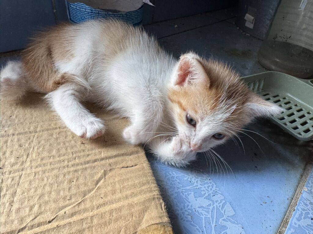 Рыже-белый котёнок с короткой шерстью и выразительными янтарными: фото 3