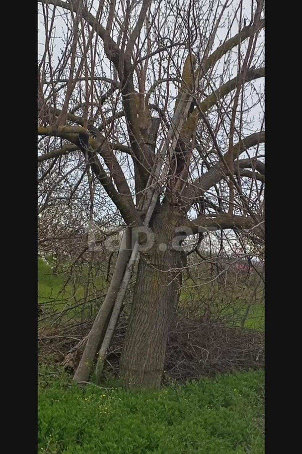 Kənd təsərrüfatı, Makler, Kupça (Çıxarış)