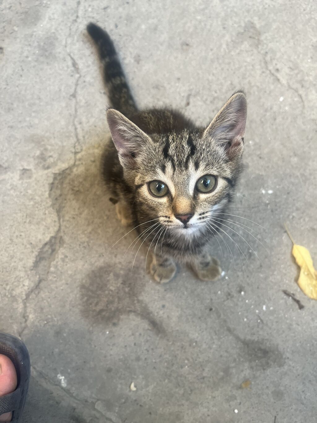 Котята ищут добрые и любящие руки! Отдаем очаровательных котят в: фото 7