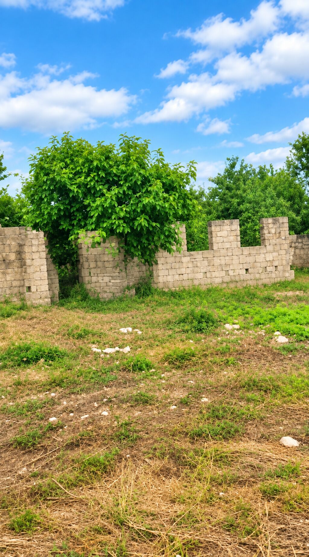 9 sot, Tikinti, Mülkiyyətçi, Kupça (Çıxarış)