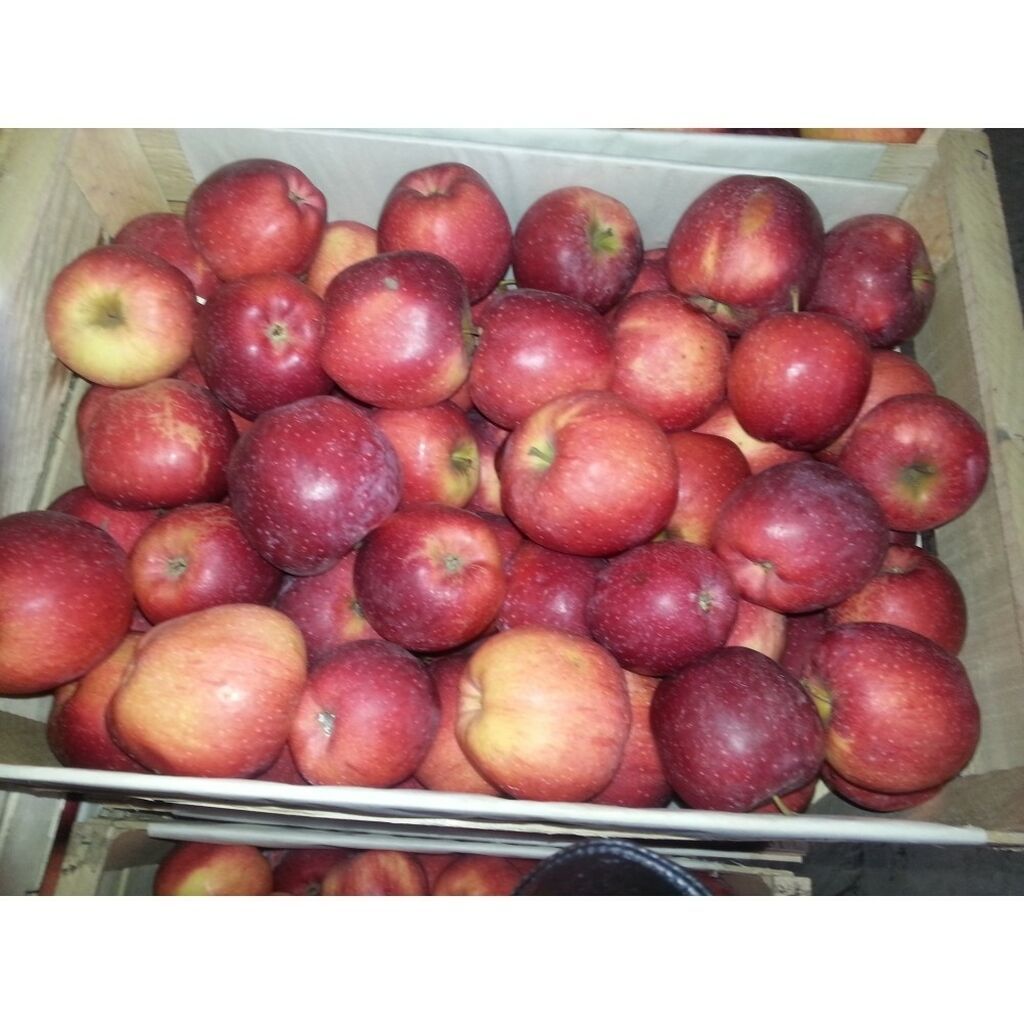 Яблоки превосход Ыссык-куль | Договорная | Овощи, фрукты Токмок ᐈ ...