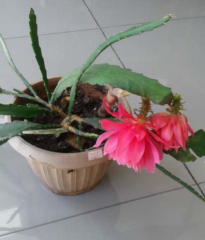 кактус кыргызстан