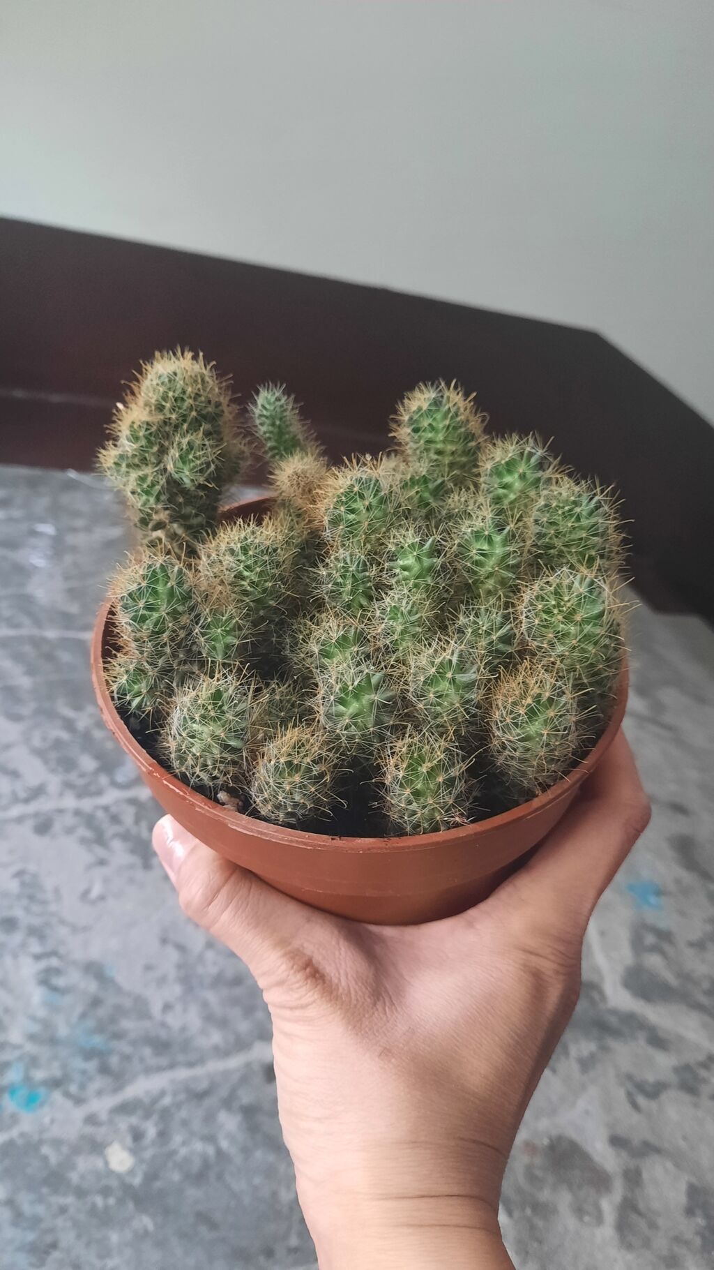 журналисты кактус медиа. Kaktus media логотип. карнегия древовидная. кактус кыргызстан. кактусы бишкек.