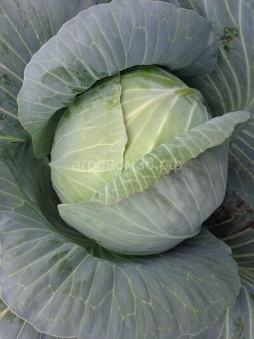 Капуста б/к альбатрос /10. Капуста к/к калибос, семена са. Семена поздней капусты. Капуста новатор f1. Капуста крауткайзер.