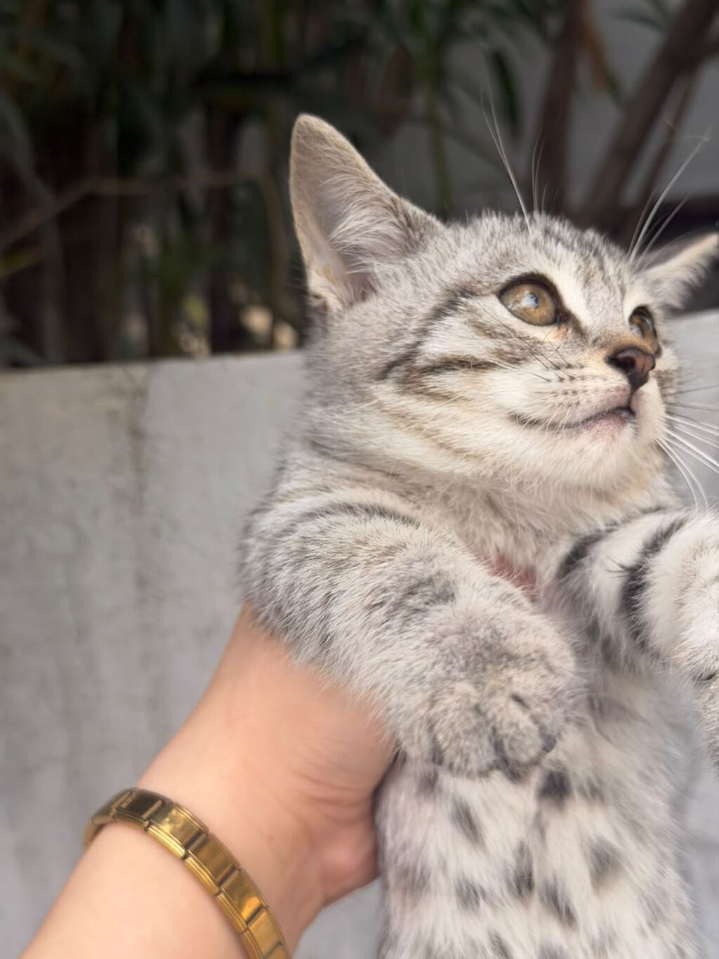 Tabbi