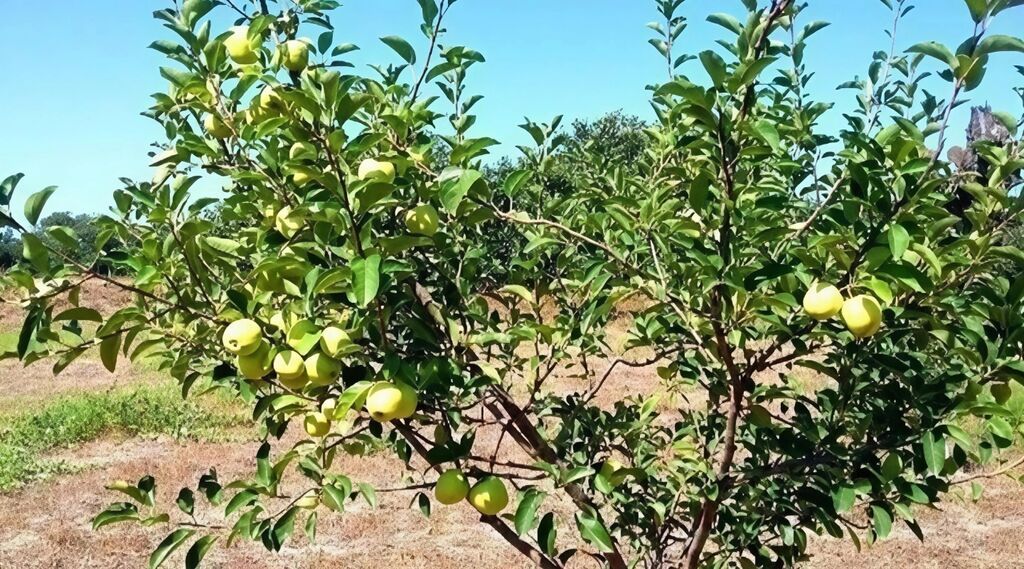 180 sot, Kənd təsərrüfatı, Kupça (Çıxarış)