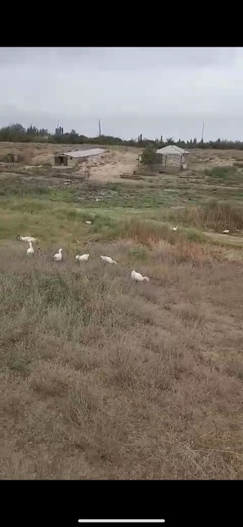 Kənd təsərrüfatı