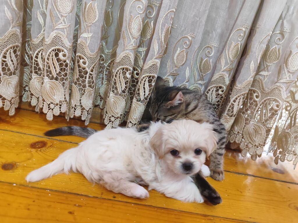 Pekines, 1 ay, Dişi, Ödənişli çatdırılma