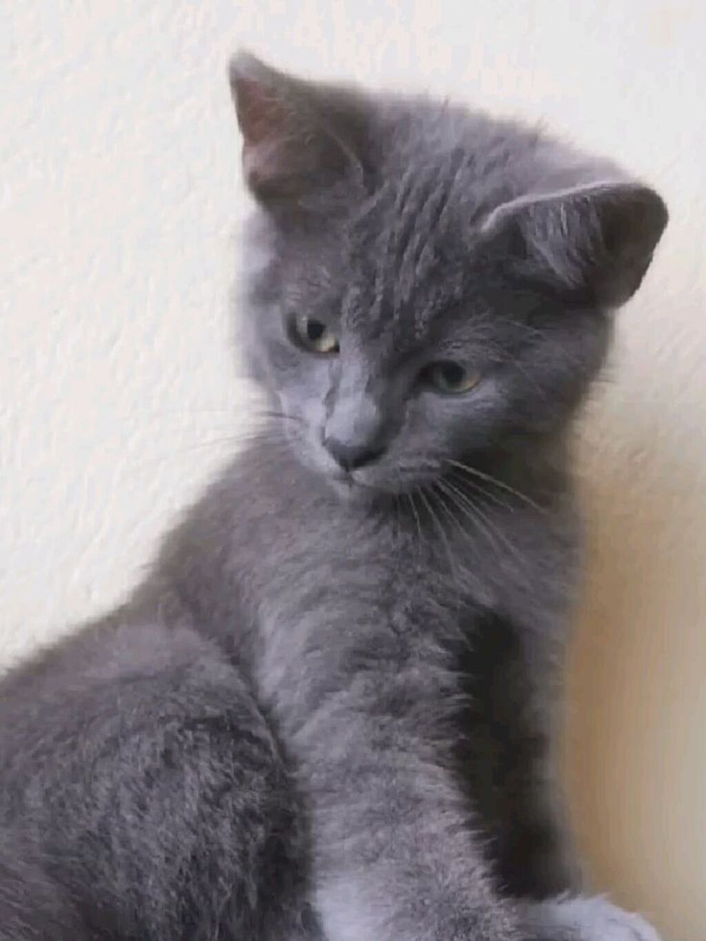 Серый короткошёрстный котёнок, окрас — сплошной серо-голубой (blue): фото 1