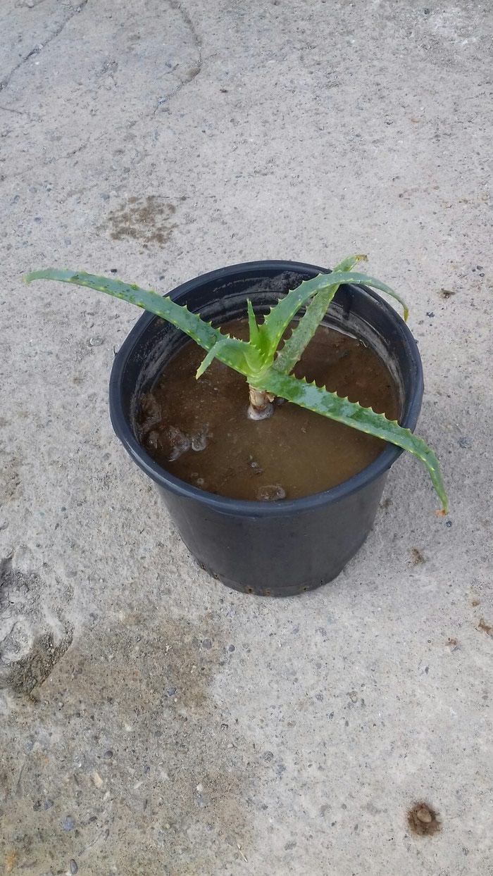 Aloe: GENCEDE SATILIR MUALICEVI ALOE GULU DIBCEKLI SATILIR 4 MANAT - lalafo.az Gəncə şəhərində GENCEDE SATILIR MUALICEVI ALOE GULU DIBCEKLI SATILIR 4 MANAT